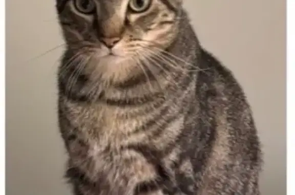 Lost cat, North Hamilton Street, Richmond - small brown tabby - photo