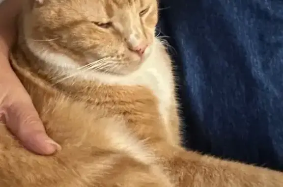 Lost cat, Southwest 90th Terrace Road, Ocala - 11-year-old male, very shy - photo