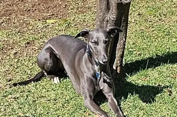 Lost dog, Swamphen Street, Sydney - blue, medium size whippet - photo
