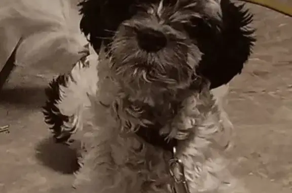 Lost dog, 138th Place, Burnham - white with black patches - photo