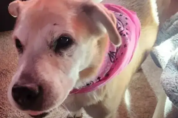 Lost dog, Stewarts Mill Road, Douglasville - medium size golden lab mix - photo