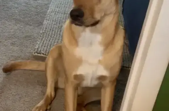 She’s Australian kelpie medium size dog 50 pounds light tan brown with microchip ID she’s friendly but because she’s a puppy one year and a half old she’s afraid. She jumped our fence and got lost.