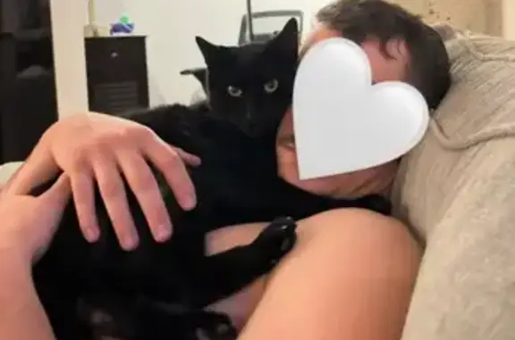 Lost cat, West 124th Street, Overland Park - big, all black, green eyes - photo