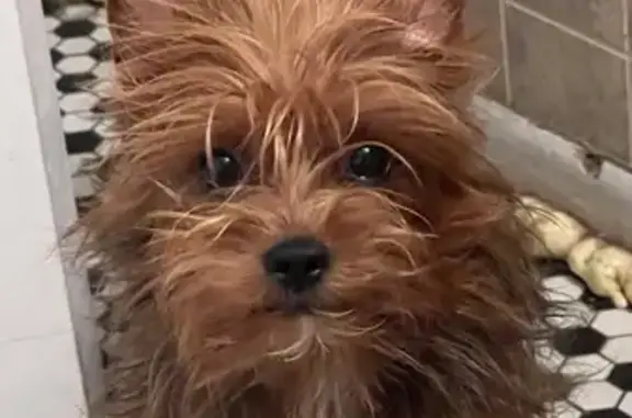 Lost dog, Village Drive, Taylor - female - photo