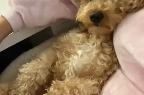 Missing dog Woodburn, photo: Lost dog, Paulus Court, 410, Woodburn - male with leather collar