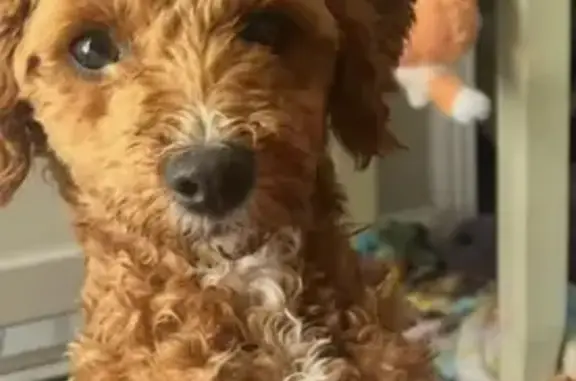 Lost male dog, Fox Lake Lane, Memphis - responds to Ka-ka-wa-tay - photo