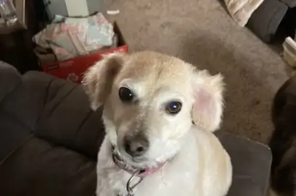 Lost dog, Edgewater, Colorado - female with gold curly coat - photo