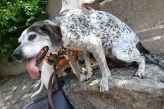 Found dog Independence, photo: Found female dog, South 17th Street, Independence - gray and brown spotted