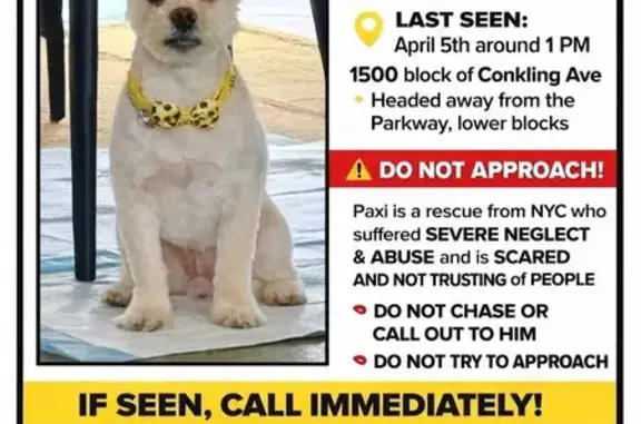 Lost pets Utica, photo: Lost dog, Sherman Drive, City of Utica - male blonde Maltese mix