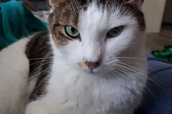 Lost female cat, Scott Road, 4987, Cumming - photo