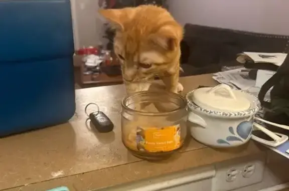 Missing cat Denison, photo: Lost cat, Bells Drive, Denison - orange with white paws