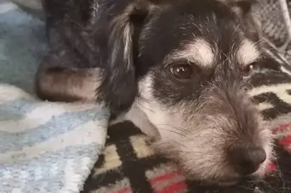 Animales perdidos Gustavo Adolfo Madero, foto: Perdido perro, Valle de Mena, Ciudad Nezahualcóyotl - negro con beige, tamaño mediano