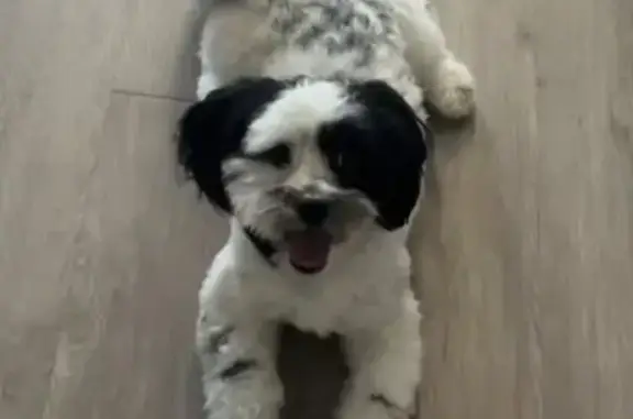 Lost dog, University Boulevard, Warner Robins - male named Benji - photo