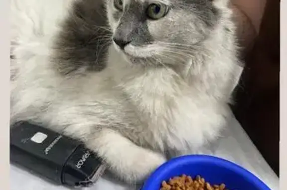 Gato encontrado Fêmea (brf0026...