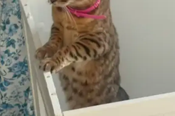 Lost cat, Horatio Street, Tampa - female with pink collar - photo