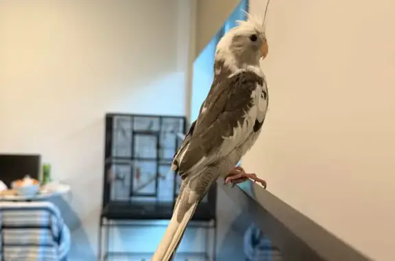 Lost pets Melbourne, photo: Lost bird, Retford Close, Wyndham City, Melbourne - grey and white cockatiel