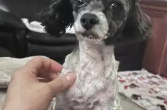 Lost dog, Hi Vista, Lake Los Angeles - photo