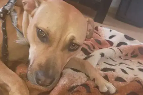 Lost female dog, Berkshire Val...