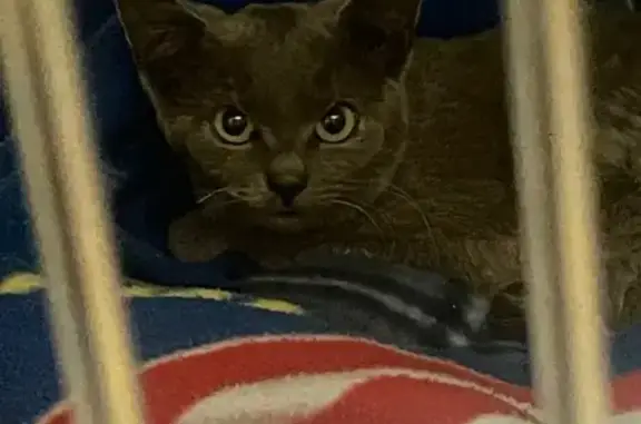 Found cat Glendale, photo: Found female cat, North 51st Avenue, Glendale