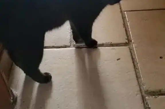 Animaux trouvés Guarbecque, photo: Chat trouvé, Guarbecque, Hauts-de-France - mâle noir, yeux verts