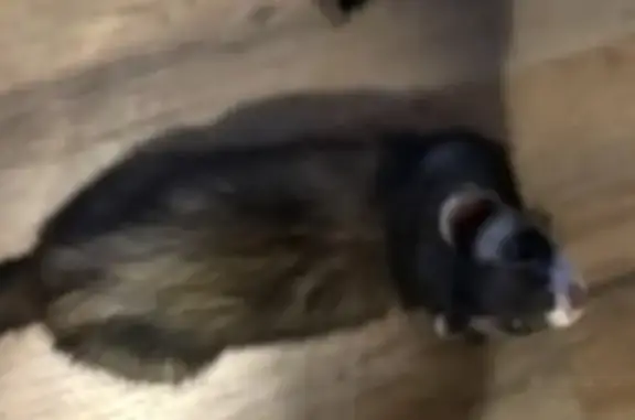 Lost and found pets Indianapolis, photo: Lost bird, Harlan Street, Indianapolis - brown ferret, very friendly