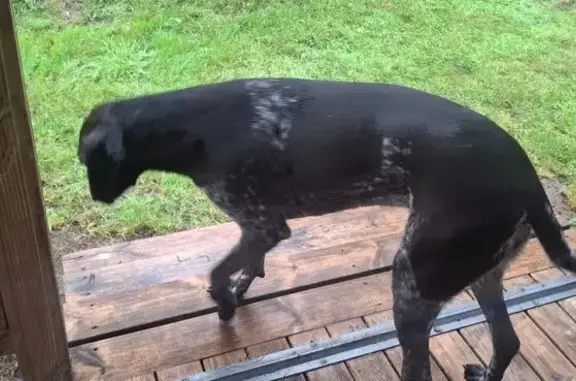 Animaux trouvés Arzano, photo: Chien trouvé, Lieu dit, 233, Locunolé, Arzano - Braque