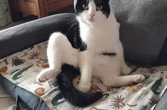Animaux perdus La Ciotat, photo: Chat perdu, Résidence Lotissement les Ombelles 3, La Ciotat - noire et blanche