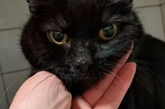 Animaux trouvés Cagnes-sur-Mer, photo: Chat trouvé, Chemin des Salles, Cagnes-sur-Mer - femelle dodue