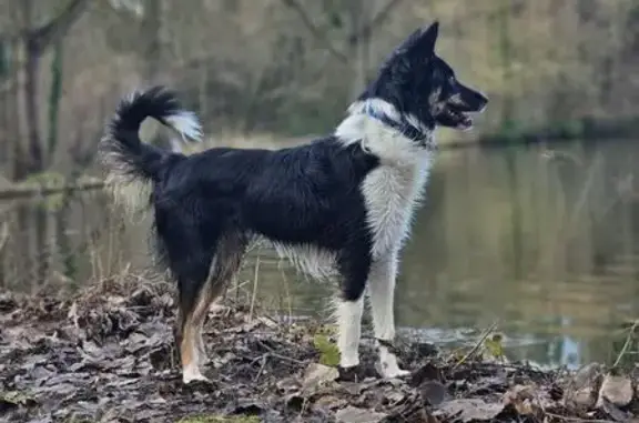 Animaux perdus Saint-Ouen-l'Aumône, photo: Chien perdu, Saint-Ouen-l'Aumône - femelle avec collier bleu