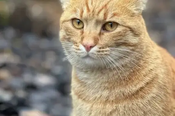 Зникла кішка, Покровська вулиця, 4, Чабани - рудий з полосатим хвостом - photo