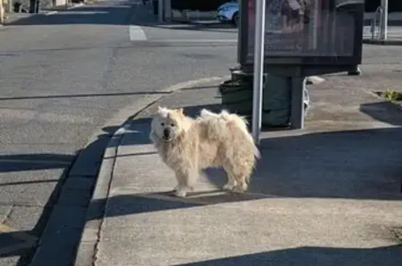 Animaux trouvés Portet-sur-Garonne, photo: Chien trouvé, près de la mairie de Portet-sur-Garonne
