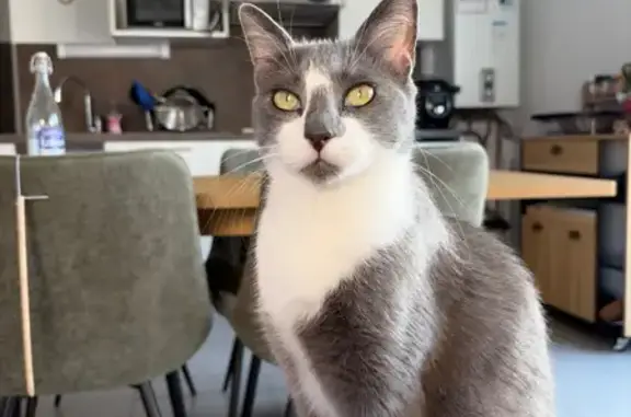 Chat perdu, Paris, photo: Chat perdu, Rue de la Chambrerie, Tours - femelle grise et blanche