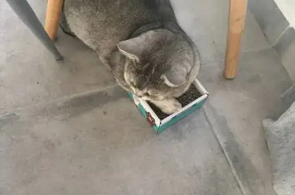 Perdido gato, Carrer 290, La Canyada, Valencia - gris con ojos verdes - photo