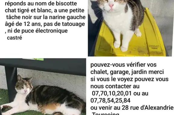 Chat perdu, Rue d'Alexandrie, Tourcoing - blanc tigré avec rayures - photo