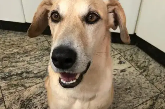 Cachorro perdido Macho (brl002...