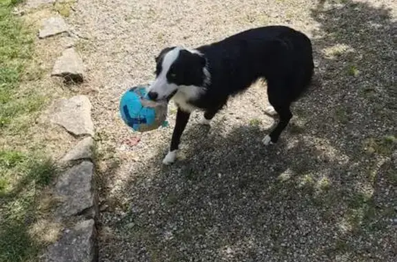 Animaux perdus Varrains, photo: Chien perdu, Rue du Ruau, Varrains - border collie noir et blanc