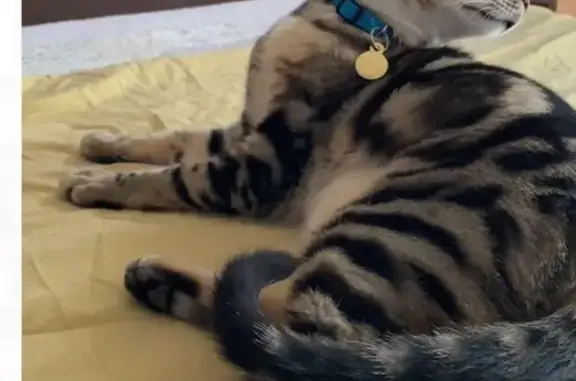 Animales perdidos Pinar de Chamartin, foto: Perdido gato, Carrer Doctor Font i Quer, Barcelona - gatito de ocho meses con collar azul