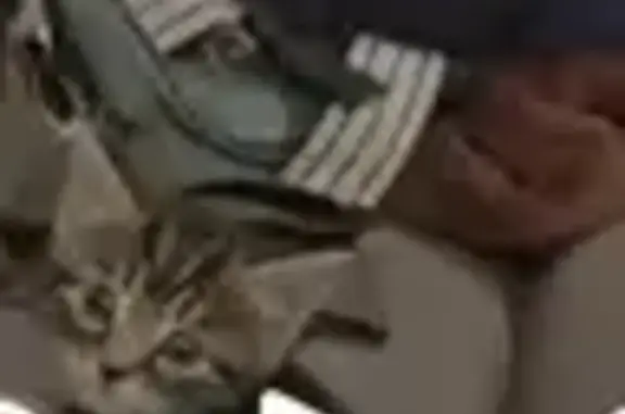 Lost male cat, Westcliff Mews, Southampton - 8 weeks old tabby - photo