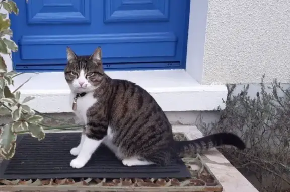 Animaux perdus Paris, photo: Chat perdu, Rue de la Bordé, Candé-sur-Beuvron - collier noir en cuir