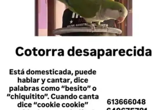Búsqueda de mascotas, foto: Perdida ave, Calle Guadalcázar, 1, Madrid - cotorra verde amigable