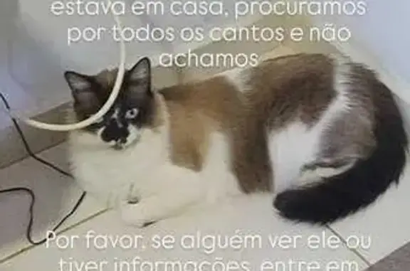 Gato desaparecido Macho (brl002638) - photo