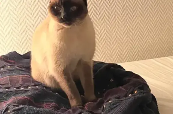 Animaux trouvés Boulogne-Billancourt, photo: Chat trouvé, Rue Escudier, Boulogne-Billancourt - siamois aux yeux bleus