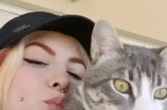 Perdido gato, Calle Faro, 3, Benalmádena - gris y blanco atigrado - photo