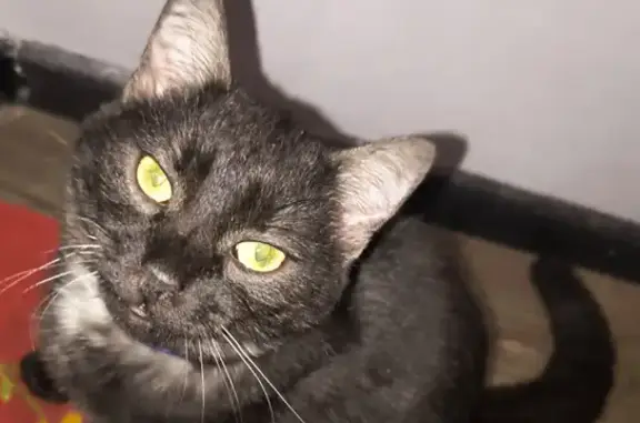 Зникла кішка, Млинна вулиця, 24, Миколаїв - чорна з білим підшерстям - photo