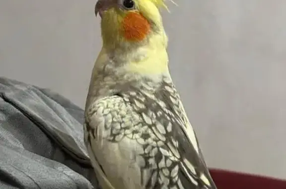 Perdida ave, Carrer d'Escòcia, 64, Barcelona - amarilla con toques grises - photo