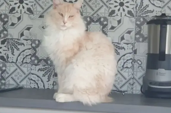 Animaux perdus Poitiers, photo: Chat perdu, Avenue de Lussac, L'Isle-Jourdain, Poitiers - couleur crème
