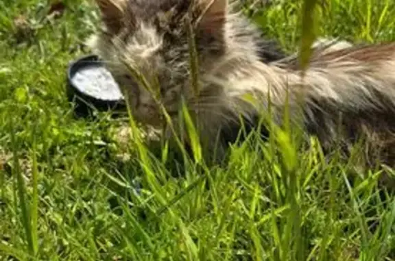 Animaux trouvés Isigny-le-Buat, photo: Chat trouvé, La Mauditière Chalandrey, Isigny-le-Buat - en très mauvais état