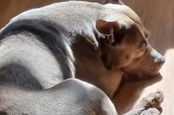 Animaux trouvés Vert-Saint-Denis, photo: Chien trouvé, Ambillou, Centre-Val de Loire - prénommée Miya, 11 ans