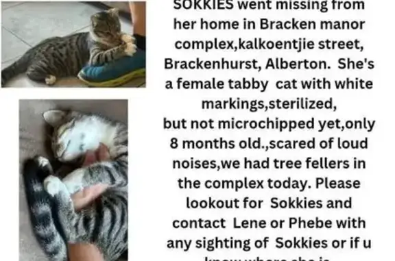 Lost pets Johannesburg, photo: Lost cat, Alberton, Johannesburg - female with grey and white coat