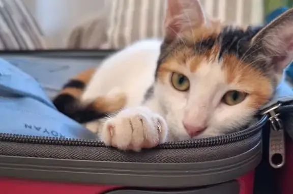 Perdido gato, Diseminado Pinar Bajo, 75, Velez-Malaga - hembra juguetona - photo